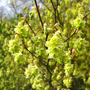 Corylopsis Glabrescens - Corylopsis