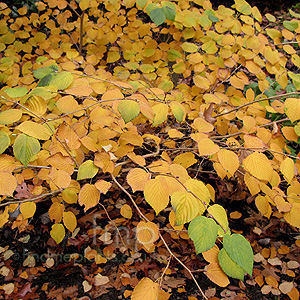 Corylopsis Glabrescens 'Chimes' - Corylopsis