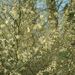 Corylopsis Pauciflora - Winter Hazel, Corylopsis