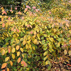 Corylopsis Sinensis 'Spring Purple' - Corylopsis