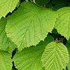 Corylus Avellana