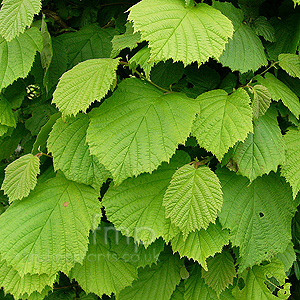 Corylus Avellana - Hazel / Cobnut