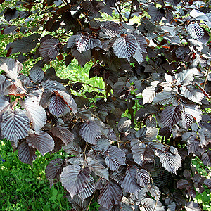 Corylus Avellana 'Purpurea' - Purple Leaved Hazel