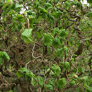 Corylus Avellana 'Contorta' - Corkscrew Hazel