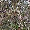 Corylus Avellana - Contorta