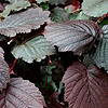 Corylus Maxima - Purpurea