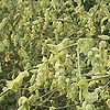 Corylopsis Spicata