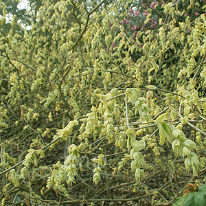 Corylopsis Spicata - Corylopsis, Winter Hazel