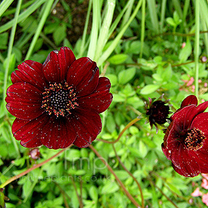 Cosmos Atrosanguineus - Cosmos