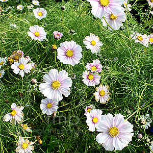 Cosmos Bipinnatus 'Daydream' - Cosmos