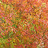 Cotinus Coggygria