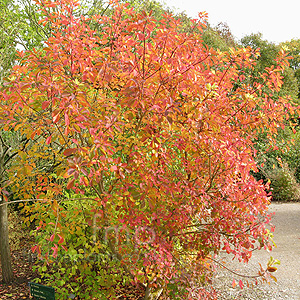Cotinus Coggygria