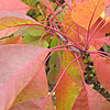 Cotinus Coggygria - Flame