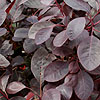 Cotinus Coggygria - Follis Purpureis