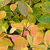 Cotinus Obovatus