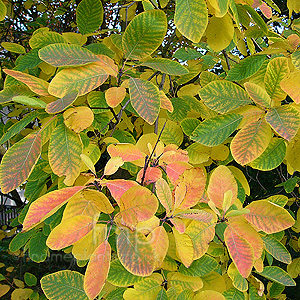 Cotinus Obovatus