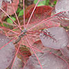Cotinus Coggygria - Red Beauty