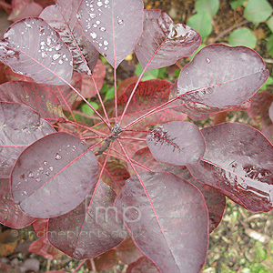 Cotinus Coggygria 'Red Beauty'