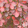 Cotinus Coggygria - Royal Purple