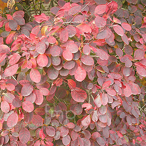 Cotinus Coggygria 'Royal Purple' - Smoke Tree