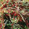 Cotoneaster Atropurpureus