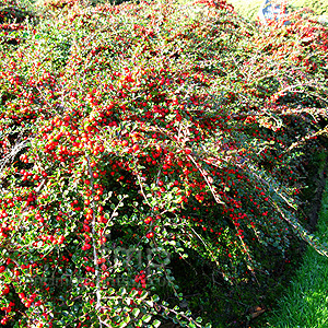 Cotoneaster Atropurpureus