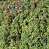 Cotoneaster Congestus - Nanus