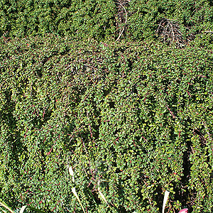 Cotoneaster Congestus Nanus - Dwarf Cotoneaster