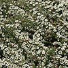 Cotoneaster Conspicus