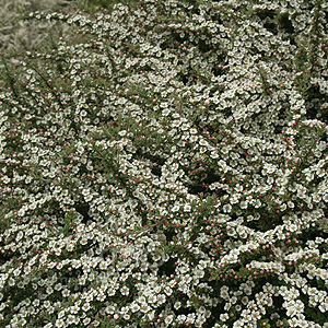 Cotoneaster Conspicus
