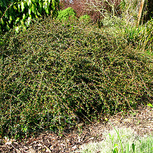 Cotoneaster 'Coral Beauty' - Cotoneaster