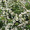 Cotoneaster Conspicuus - Decorus