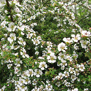 Cotoneaster Conspicuus 'Decorus' - Cotoneaster