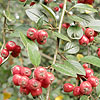 Cotoneaster Dielsianus