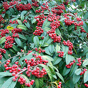 Cotoneaster Frigidus 'Vicaryi'