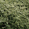 Cotoneaster Glacialis
