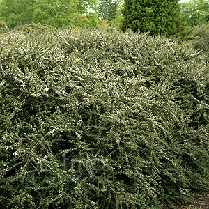 Cotoneaster Glacialis - Creeping Cotoneaster