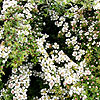 Cotoneaster Horizontalis