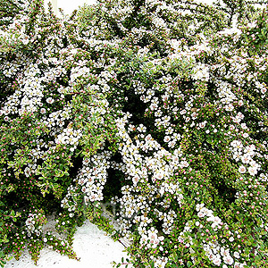 Cotoneaster Horizontalis - Cotoneaster