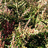 Cotoneaster Linearifolius