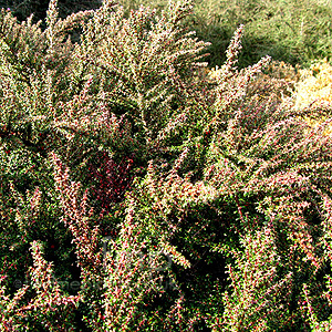 Cotoneaster Linearifolius - Cotoneaster