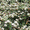 Cotoneaster Microphylla