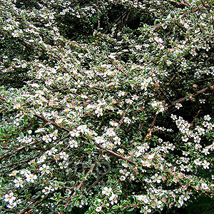 Cotoneaster Microphylla - Cotoneaster