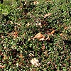 Cotoneaster Radicans