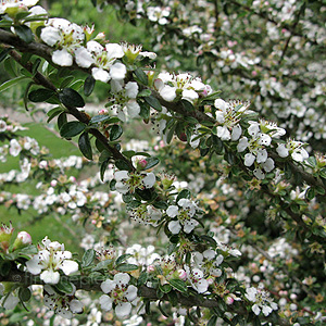 Cotoneaster Conspicuus 'Red Glory'