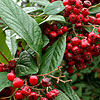 Cotoneaster - Saint Monica