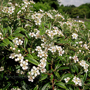 Cotoneaster Salicifolius 'Gnom'