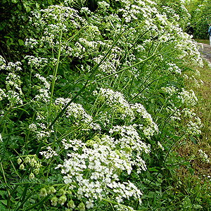 Anthriscus Sylvestris - Cow Parsley