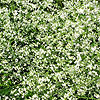 Crambe Cordifolia