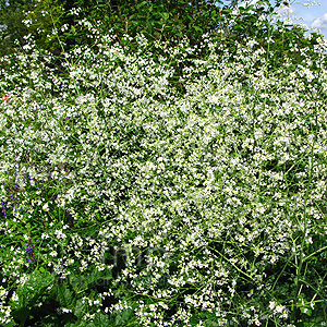 Crambe Cordifolia - Crambe, Sea Kale